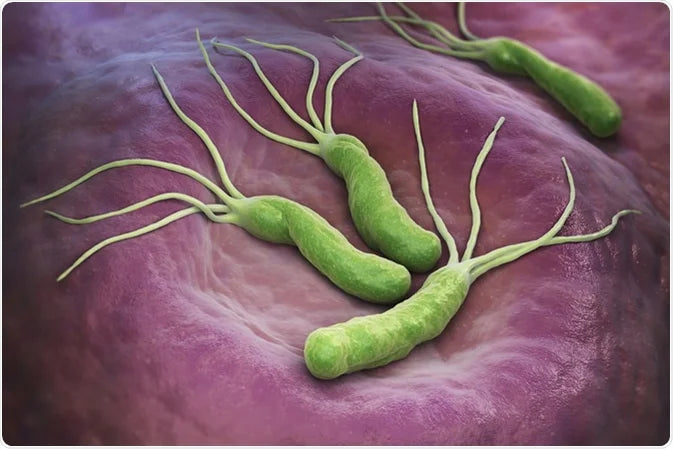 An image of Helicobacter pylori in stomach.