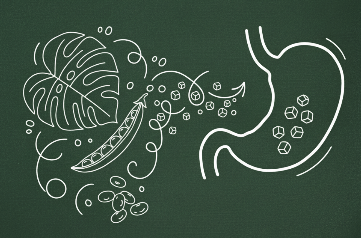 Illustration of plant-based protein sources like beans and peas with a stomach, representing safe protein choices for GERD management.