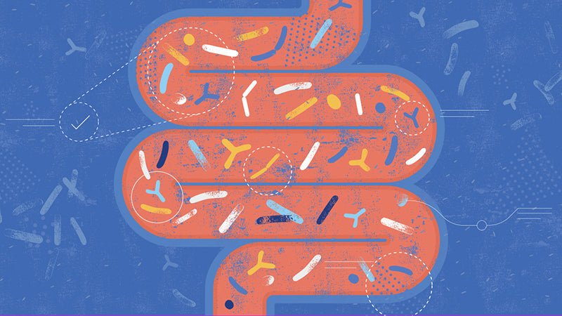 gut microbiome